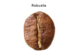 بهترین قهوه robusta